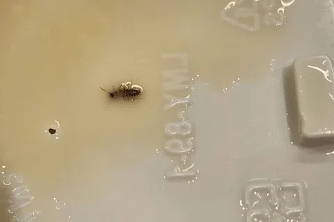 郑女士称快喝完豆浆时，才发现杯底有一只疑似小蟑螂的昆虫。（取自脸书）