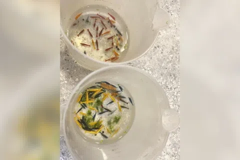 上百只观赏虾被发现藏在保温瓶内。（受访者提供）