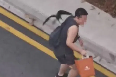 乌鸦追啄一名男路人。（取自Stomp）