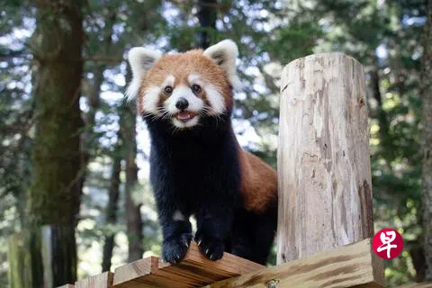 小熊猫（学名：Ailurus fulgens），雌雄相似，外形像猫，但较猫肥大，全身红褐色，主要生活在缅甸北部、尼泊尔、印度锡金地区以及中国四川西部和云南地区海拔2200至4800米的喜马拉雅山脉中。上海动物园赠送台北的两只小熊猫7月29日在台北动物园亮相，被分别命名为“甜甜”与“乐乐”。图为雌性小熊猫“甜甜”。（香港中通社）