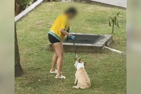 女佣在公寓内拖拽行动不便的柯基犬。（取自网络）