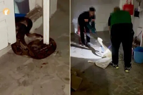 左图：蟒蛇慢慢蠕动并躲到电箱内。右图：当局人员接到投报后前来现场将蟒蛇抓走。（取自STOMP）