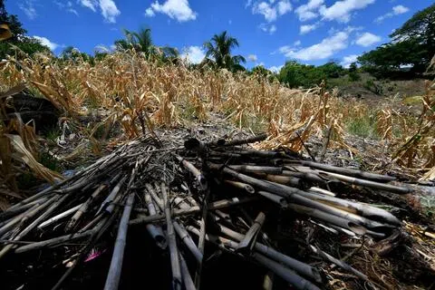中美洲许多民众正饱受强劲厄尔尼诺气候现象带来的严酷影响，并经历着记忆中最严重的干旱。图为9月4日，洪都拉斯一处玉米农田在干旱暴晒下变得枯黄。（法新社）