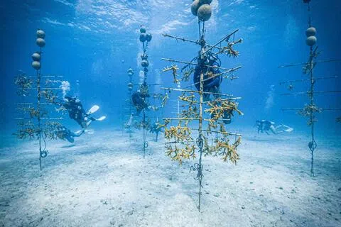 地球海洋温度不断升高，对海洋生物的影响越来越大。美国迈阿密大学长期以来，都在探讨如何保护与拯救珊瑚礁，包括研究哪些珊瑚物种能够更好地抵御海水快速升温。他们将幼年珊瑚移植到珊瑚礁上，并观察珊瑚在日益变暖海水中的生长变化。（法新社）
