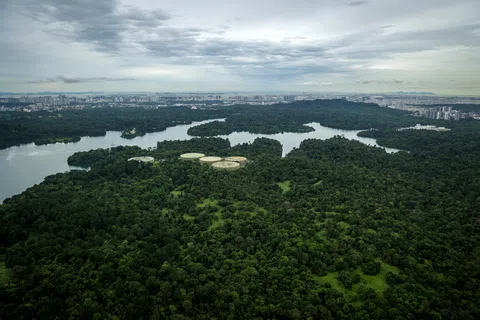 鸟瞰新加坡中央集水地带自然保护区以及远处的建筑。（叶振忠摄）