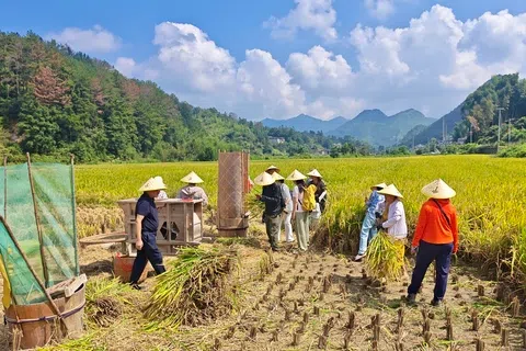 今年“十一”黄金周，中国国内旅游市场出现“奔县游”热潮。图为一群游客在福建永泰县大洋镇棋杆村体验农耕乐趣，拿起镰刀俯身割稻。（中新社）