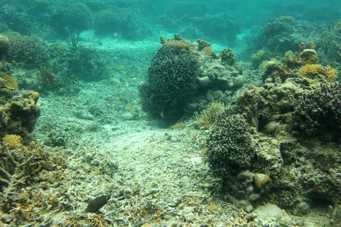 珊瑚礁孕育着多种多样的海洋生物，并为100多个热带国家带来了经济和社会效益，但气候变化却导致珊瑚面临白化危机。（法新社）