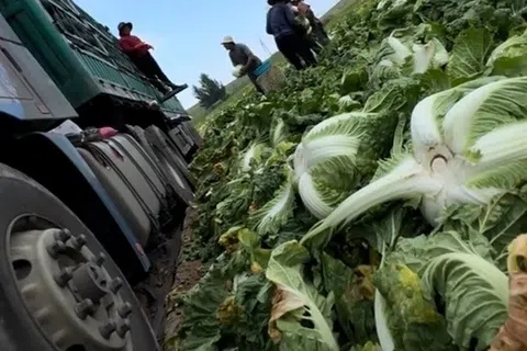 中国博主“渔猎齐哥”发布视频，曝光张家口市康保县大白菜收购商使用甲醛溶液保鲜。（互联网）