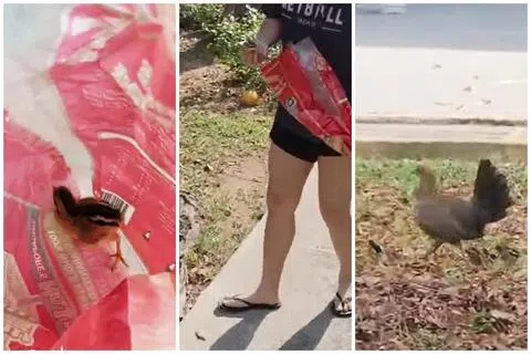 黄梓如一家随后到组屋后方寻找小鸡的爸妈，最终在另一座组屋附近找到母鸡和其他小鸡，并成功让小鸡与家人团聚。（受访者提供）