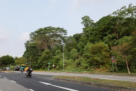公园局在第七次国家报告中强调，新加坡土地稀缺，必须兼顾许多不同的土地使用需求，鉴于新加坡实际国情，无法保育30%的土地。图为日后可能开发用于发展住宅的太戈尔树林（Tagore Forest）。（张俊杰摄）