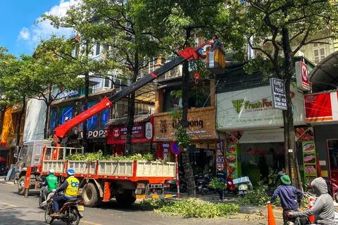 越南黑板树开花期散发的浓烈甜香气味让许多居民不堪其扰，甚至出现偏头痛等不适，河内市政府近日启动大规模修剪行动，五天剪除了全市约1000棵黑板树的花枝。（路透社）