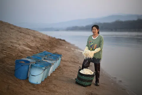 2024年3月，泰国清莱府清孔县湄公河畔一名豆芽种植户展示她种的豆芽。区域学者指出，湄公河流域是区域重要的粮食和能源基地，当地受到的气候变化冲击，可能直接波及整个东南亚的供粮与供电稳定。（档案照片）