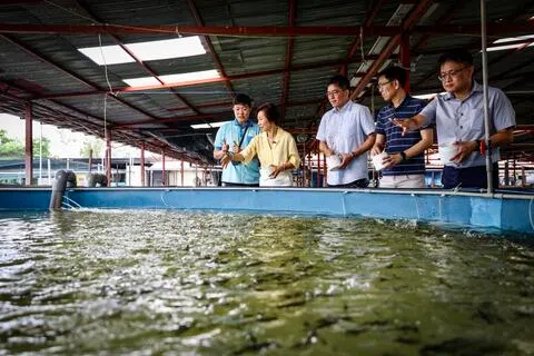 永续发展与环境部长傅海燕（左二）参观本地最大鱼苗育苗场，这也是新加坡唯一获得良好水产养殖规范三星的育苗场。（陈斌勤摄）