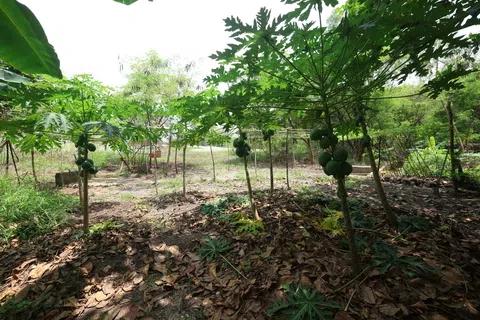 实里达丛林深处暗藏玄机 国有土地遭违法开辟菜园