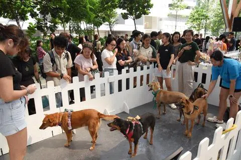 动物与兽医事务组首次在市中心举办动物领养活动，吸引大批公众前来观望、与狗儿互动。（特约摄影伍书永摄）