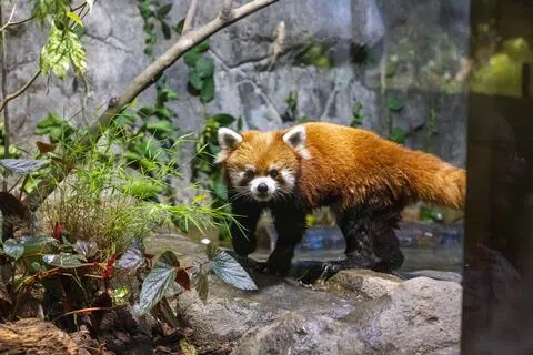 11岁的雄性小熊猫Yaffa从台北市立动物园远道而来，成了河川生态园的新成员。（万态保育集团提供）