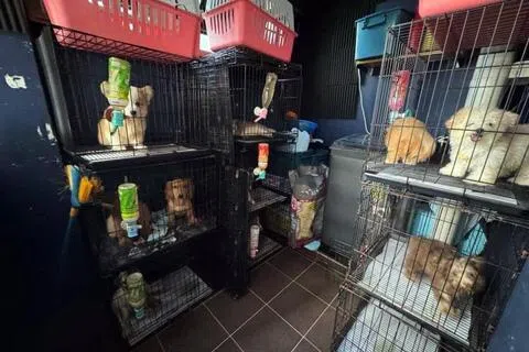 被告顺达拉协助团伙暂时寄养走私动物，猫狗被关在组屋单位阳台的笼子和宠物运输箱内。（取自法庭文件）