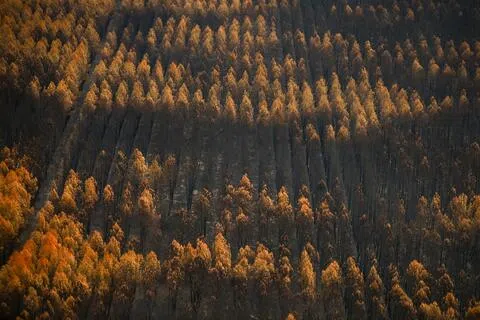 法国大部分地区于7月遭受热浪侵袭。图为法国吉伦特省勒波尔日地区一片森林被大火烧毁。（路透社）