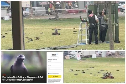 公园局于上个星期四在阿裕尼地铁站外射杀乌鸦，引发大量公众围观。（取自小红书、网站截图）