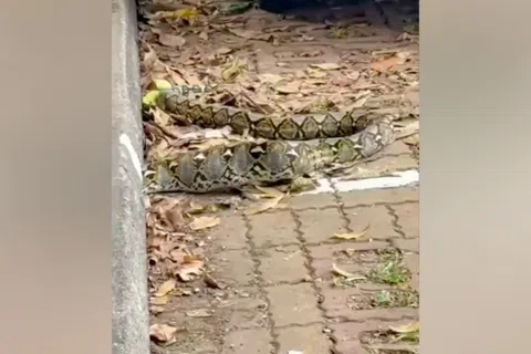 一条长约2米，相信是网纹蟒（reticulated python）的大蛇紧紧缠绕着猎物，正把一整只鸡缓缓吞入腹中。（取自Instagram页面sgfollowsall）