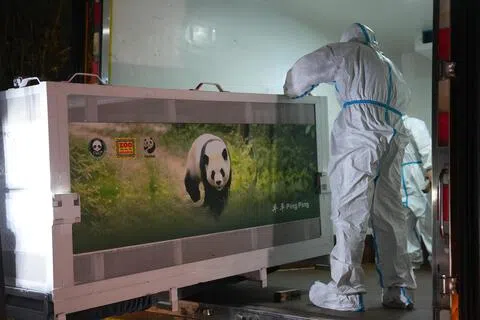 9月26日在成都大熊猫繁育研究基地，工作人员转运大熊猫“平平”。（新华社）