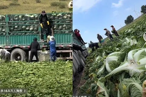自媒体博主“渔猎齐哥”上星期六（8月22日）发布暗访视频，曝光中国河北张家口一白菜主要产区用甲醛溶液蘸白菜根以达到保鲜目的。官方已证实视频内容并介入调查。（“渔猎齐哥”抖音账号截图）