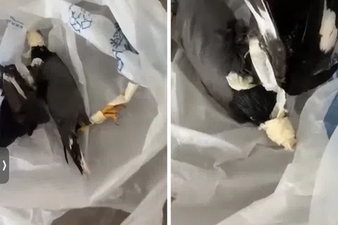 网上流传的视频显示，一只八哥嘴部、双翼和双脚疑遭胶带封绑，被放置在塑料袋内。（脸书视频截图）