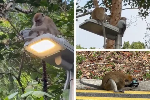 旧汤申路上段有几只猴子在拆路灯器材。（陈凯松摄）