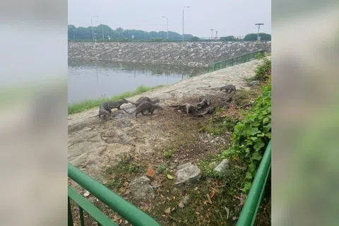 一群水獭在泥里打滚，逗趣的模样相信萌化不少人。（受访者提供）