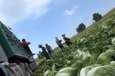 河北省张家口市康保县曾曝出大白菜收购商违规使用甲醛溶液保鲜。（互联网）