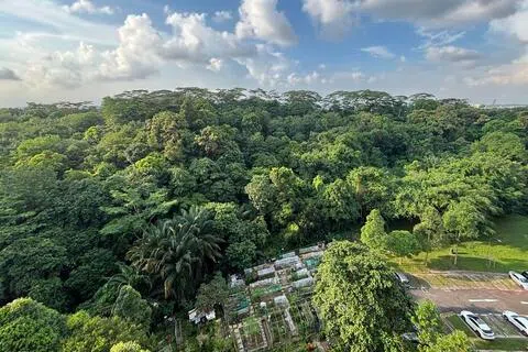 建屋发展局拟开发吉门营房和马裕树林地段，以建造更多住宅的计划，引发坊间热烈讨论。（新明日报）