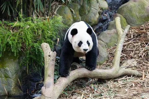 18岁的嘉嘉以聪明机灵、极具表现力著称，而且对自己的喜好判断明确。（万态保育集团提供）