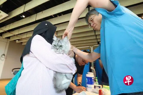 截至今年7月底，已有超过1万3000只宠物猫，通过当局过去两年在全岛30多个地点举办的约130场免费植入微晶片和注册活动，完成微晶片植入。&nbsp;（档案照片）