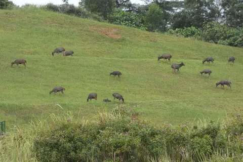 网民分享一群水鹿在草地上觅食的画面。（取自脸书用户T-Cube Sightings）