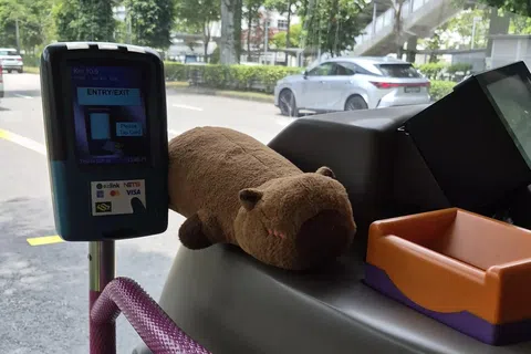 这只绒毛卡皮巴拉，最近被乘客发现“睡”在读卡机旁。（取自Reddit）