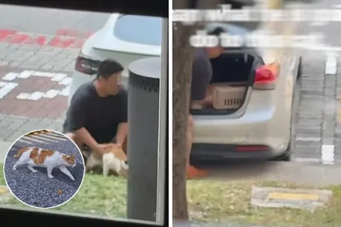 男子在裕盛路（Joo Seng Road）试图将社区猫放进汽车后备箱被拍引热议。（取自网络）