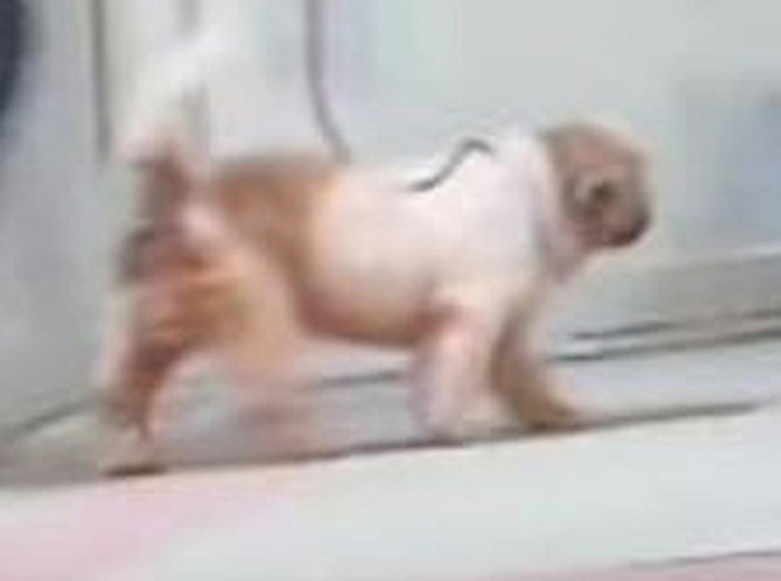 王女士指邻居所养的中小型犬。(受访者提供)