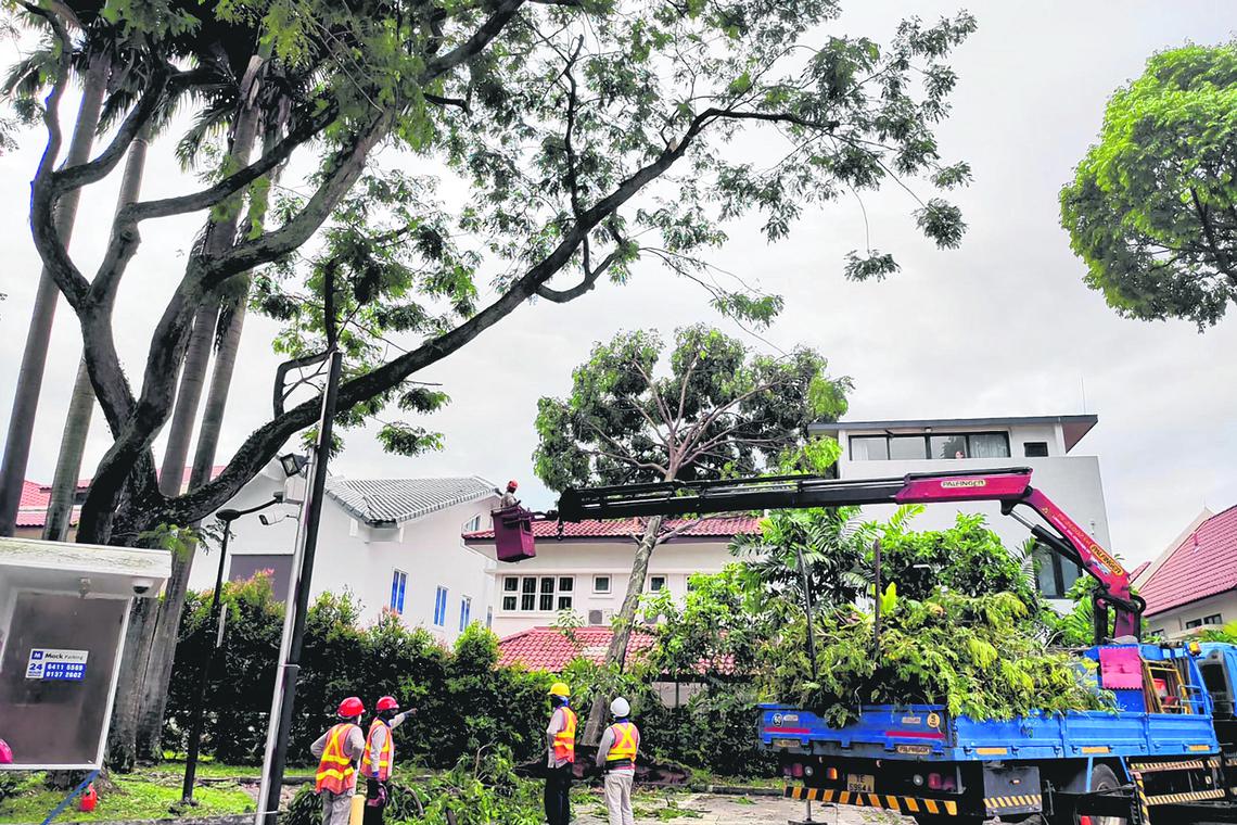 工作人员事后操作起重机,将倒下的树木移开。(受访者提供)