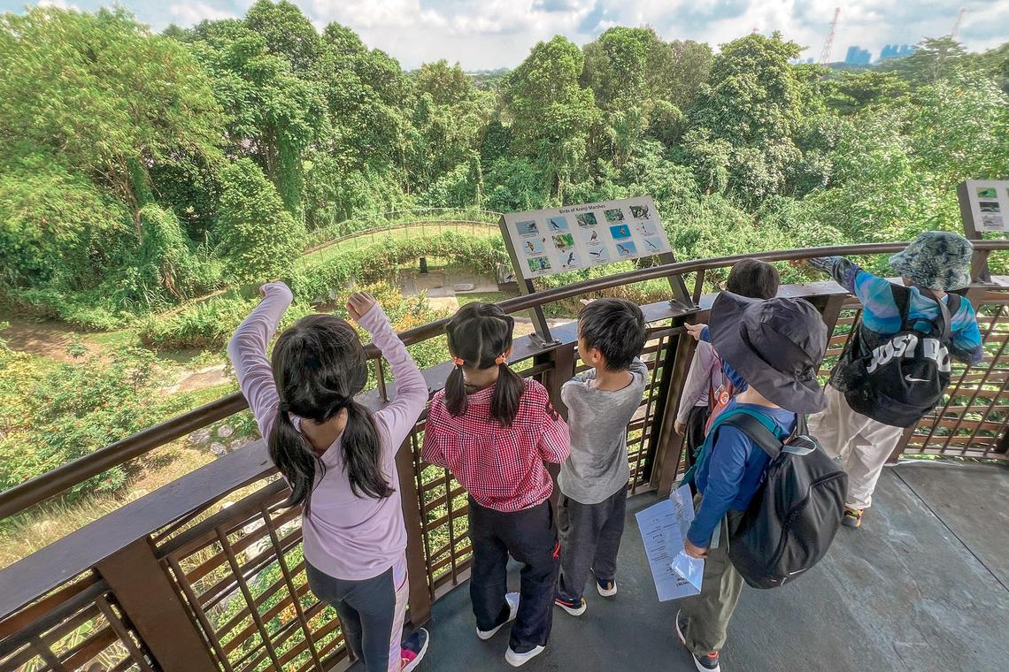 职总优儿学府旗下的Outdoor School Singapore在学校假期主办户外学习营,其中包括带领儿童到双溪布洛湿地保护区接触大自然。(Outdoor School Singapore提供)