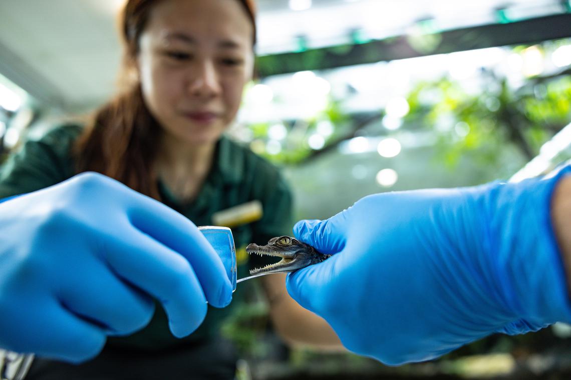 保护人员细心呵护掌心里这条才一个月大的菲律宾鳄初生宝宝。菲律宾鳄是全球极危物种,动物园自2022年引进一对经基因配对的鳄鱼后成功促成配对,3月初喜获首窝鳄鱼蛋,6月成功孵出这只雌性幼鳄。(万态保育集团提供)