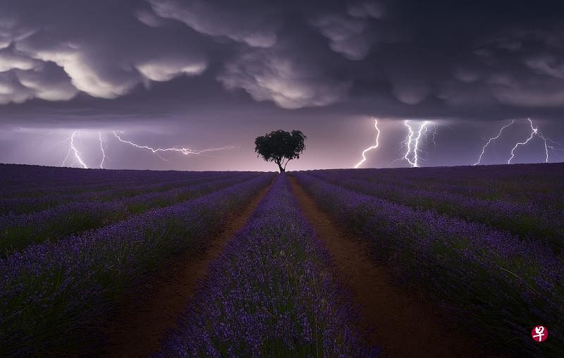 薰衣草上的闪电风暴（Electric Storm on Lavender）／©Juan López Ruiz（西班牙）／景观类别（世界摄影组织提供）