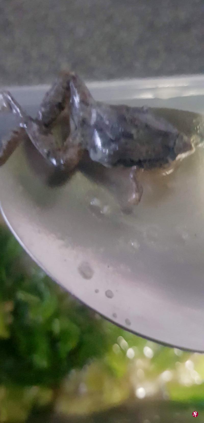 阿兹兰用汤匙捞起最后一口芥兰时，发现汤汁里有一只小青蛙。（受访者提供）