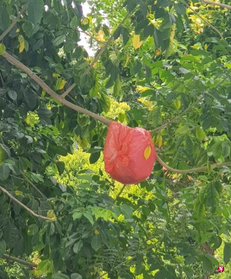 邻居高楼抛物，树上挂了一袋袋的垃圾。（读者提供）