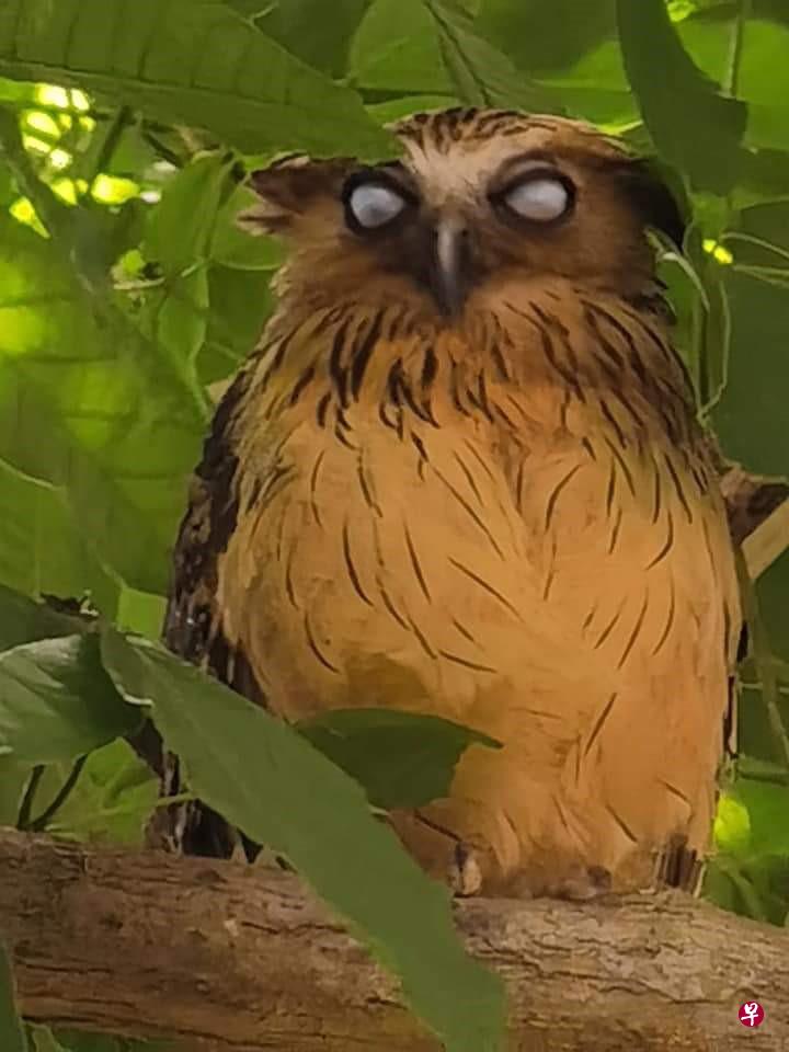 也许是累了，也许觉得树下的人干扰了它的睡眠，这只猫头鹰突然翻白眼，难得一见的模样，有点搞笑。