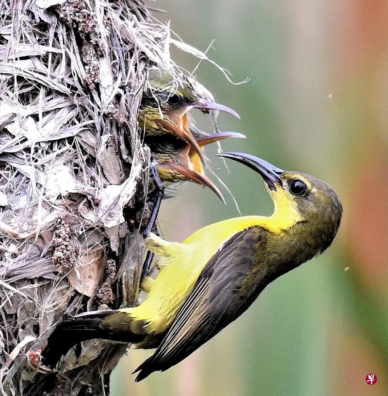 黄腹花蜜鸟（olive-backed sunbird）的两只幼鸟嗷嗷待哺。（冰秀摄）