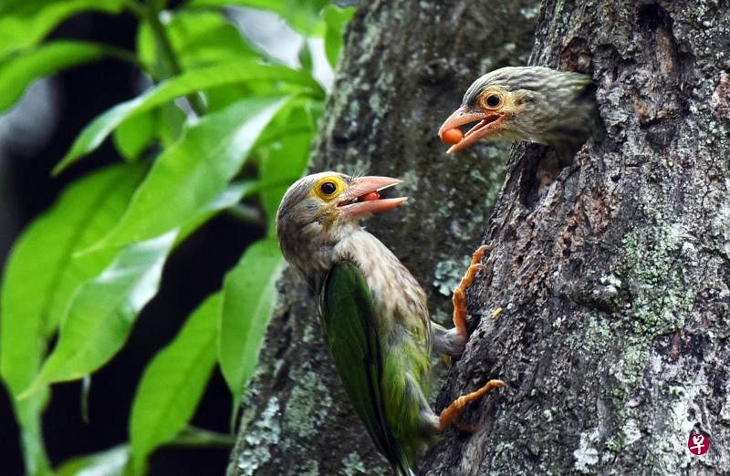 斑头绿拟啄木鸟（lineated barbet）殷勤地给孩子喂食。（冰秀摄）