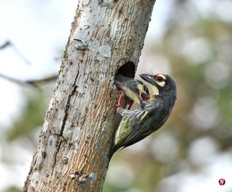 赤胸拟啄木鸟（coppersmith barbet）的孩子仿佛吃不饱，抓着亲鸟不放。（冰秀摄）