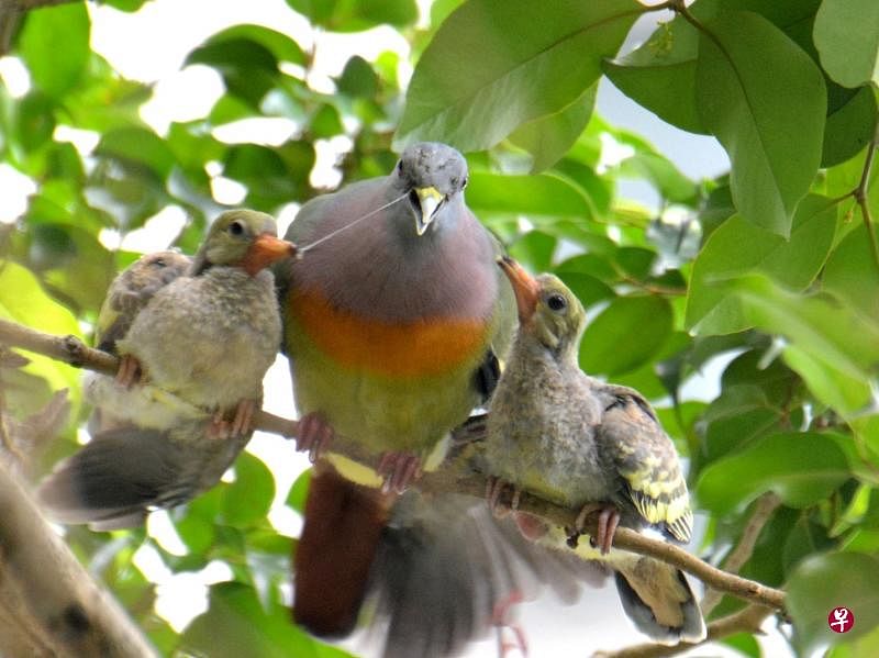雄粉颈绿鸠（pink-necked green pigeon）以口中的鸽乳喂幼鸟。（冰秀摄）