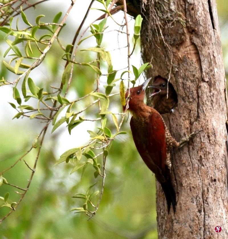镶红绿啄木鸟（banded woodpecker）的小宝宝张大嘴巴索食。（冰秀摄）