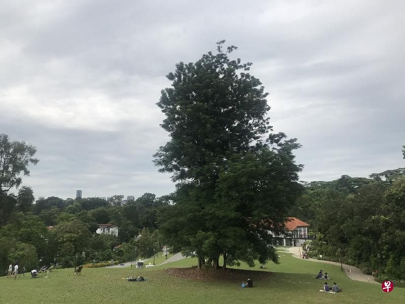 植物园格洛扩展区的相思树高耸硕大，野餐人群散落四周。（黄向京摄）